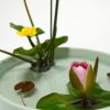 河骨・睡蓮いけばな花材＜河骨一株・太藺・睡蓮一株＞