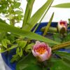 河骨・睡蓮いけばな花材＜睡蓮二株・野バラ・葦＞