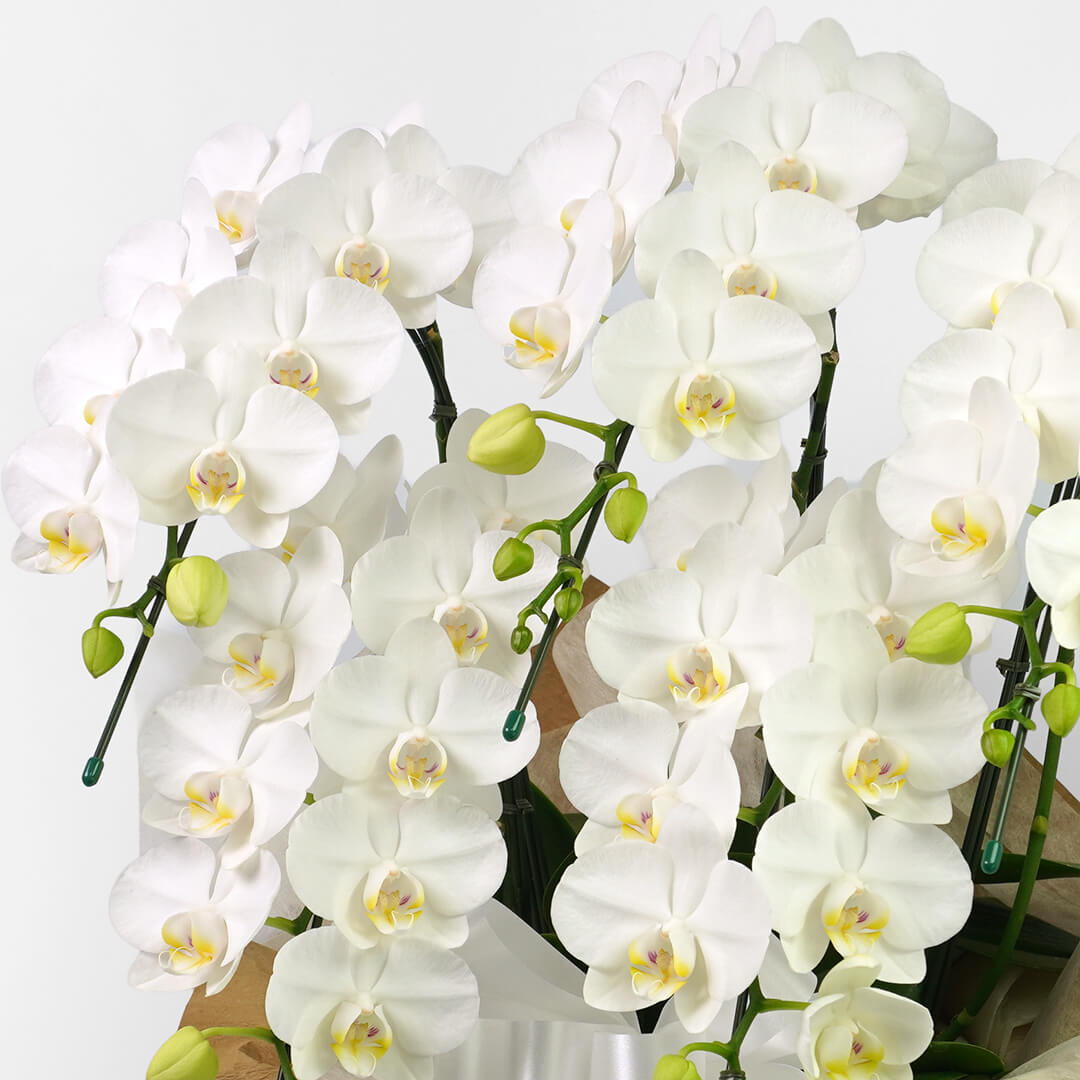ミディ胡蝶蘭＜アマビリス＞（中輪・白・5本立・ご供花用）
