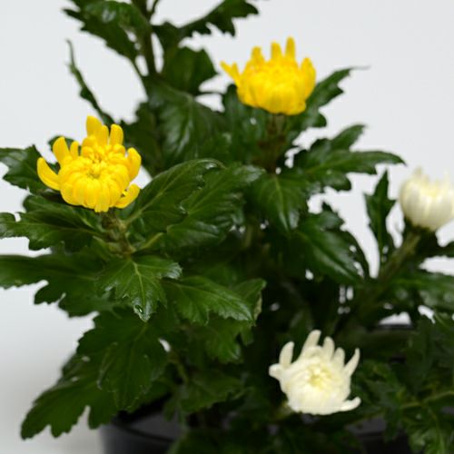 菊いけばな花材　<黄色三輪・白三輪>