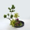 迎春いけばな花材<小松・ドラセナインディアナ・葉牡丹>