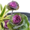 迎春いけばな花材<小松・ドラセナインディアナ・葉牡丹>
