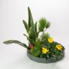 迎春いけばな花材<万年青・小松・中菊>