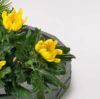 迎春いけばな花材<万年青・小松・中菊>