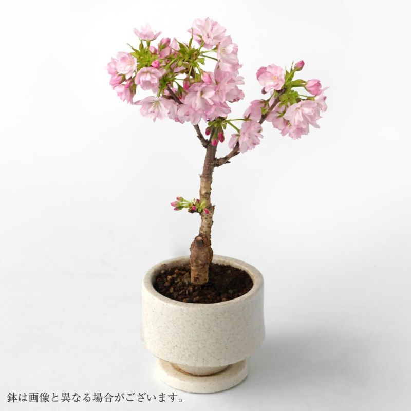 桜の鉢植え
