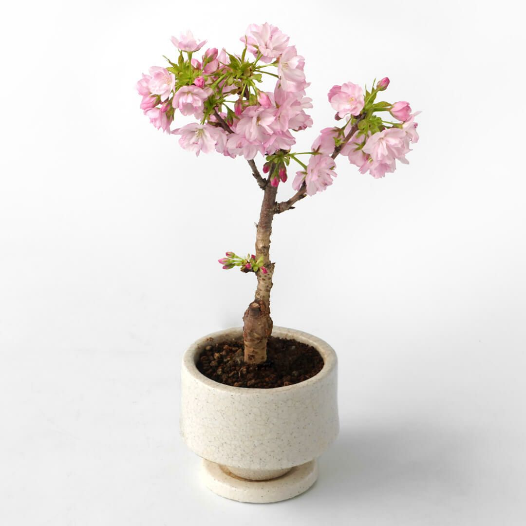 桜の鉢植え