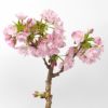 桜の鉢植え