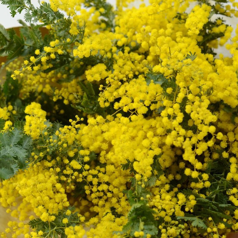 ミモザの花束