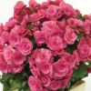 ベゴニア（ピンク）の花鉢