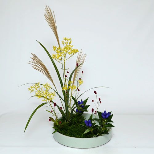 いけばな花材　<薄・女郎花・吾亦紅・竜胆・日蔭蔓>