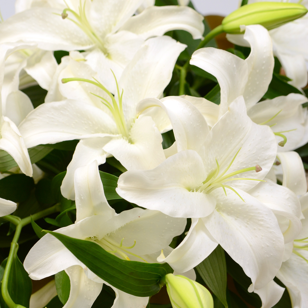 カサブランカの花束