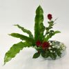 いけばな花材<谷渡り・バラ・小菊>