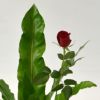 いけばな花材<谷渡り・バラ・小菊>