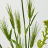 麦いけばな花材＜麦・菜の花・立日蔭＞