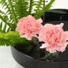 いけばな花材<玉羊歯・カーネーション>