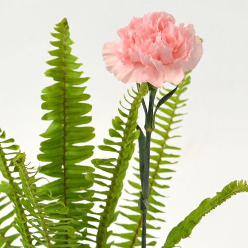 いけばな花材<玉羊歯・カーネーション>