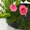 いけばな花材<玉羊歯・バラ>