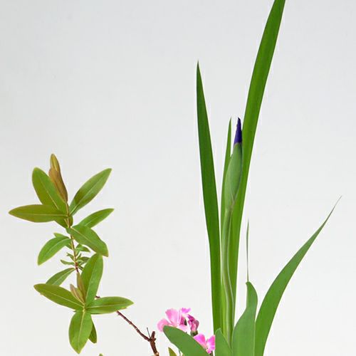 初夏のいけばな花材<燕子花・未央柳・撫子>