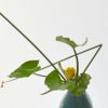 河骨いけばな花材＜河骨・太藺＞