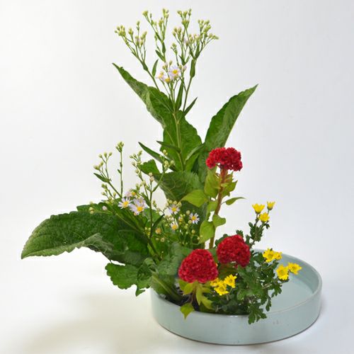 紫苑いけばな花材　<紫苑・鶏頭・小菊>