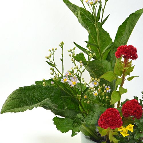 紫苑いけばな花材　<紫苑・鶏頭・小菊>