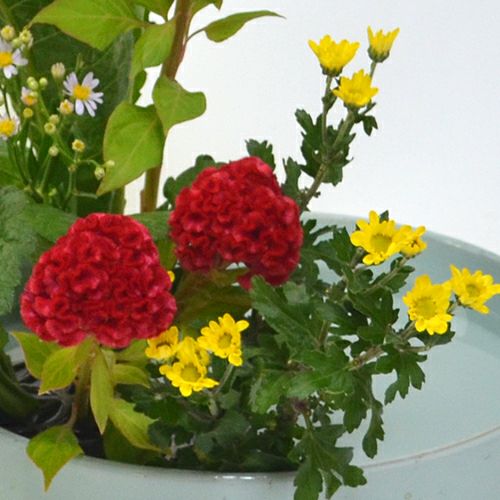 紫苑いけばな花材　<紫苑・鶏頭・小菊>