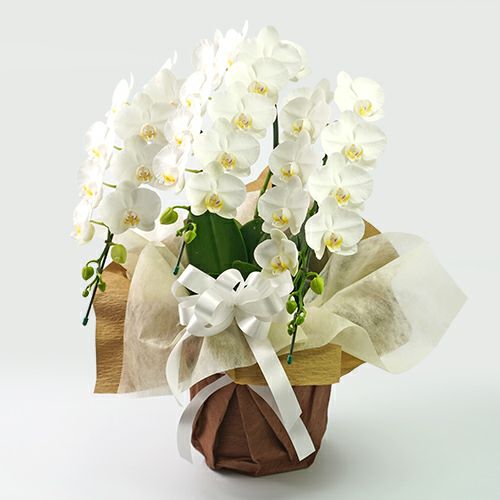 ミディ胡蝶蘭＜アマビリス＞（ご供花用）
