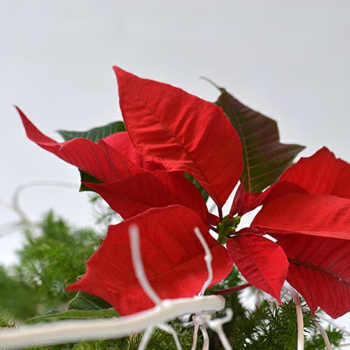 クリスマスいけばな花材<白塗り満天星・氷室杉・ポインセチア>