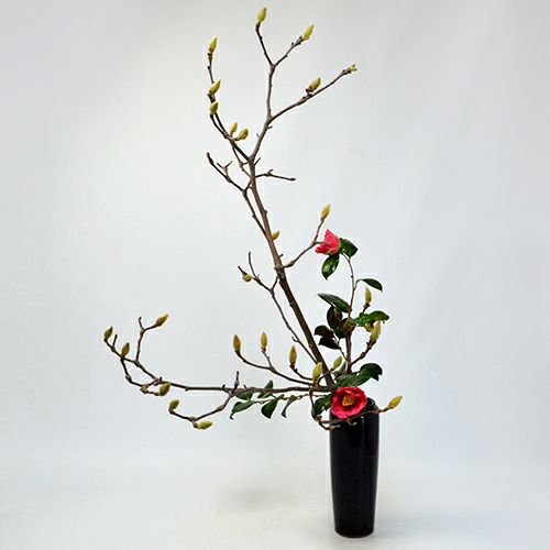 早春いけばな花材<白木蓮・椿>
