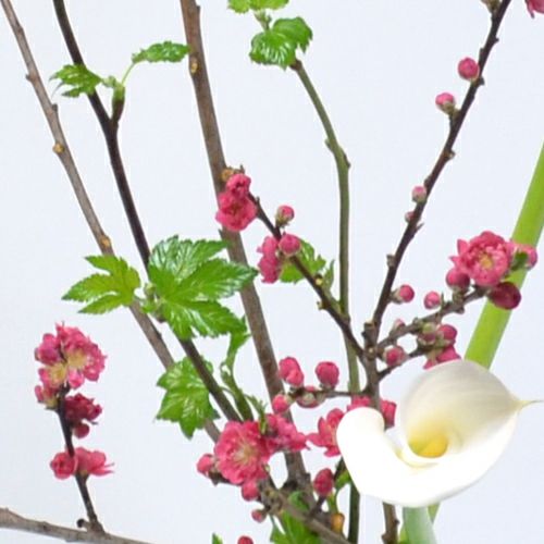 花桃いけばな花材＜桃・芽出し木苺・カラー＞