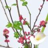 花桃いけばな花材＜桃・芽出し木苺・カラー＞