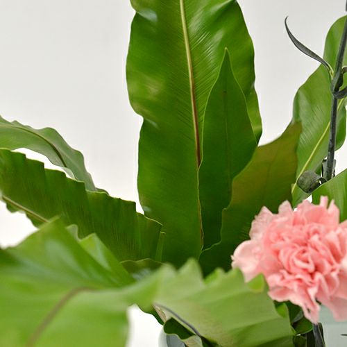 いけばな花材<谷渡り・カーネーション・小菊>