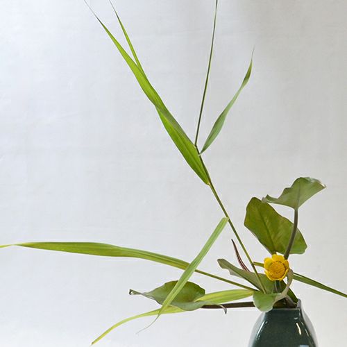河骨いけばな花材＜河骨・葦＞
