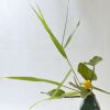 河骨いけばな花材＜河骨・葦＞