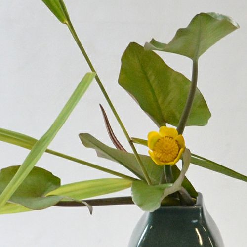 河骨いけばな花材＜河骨・葦＞
