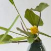 河骨いけばな花材＜河骨・葦＞