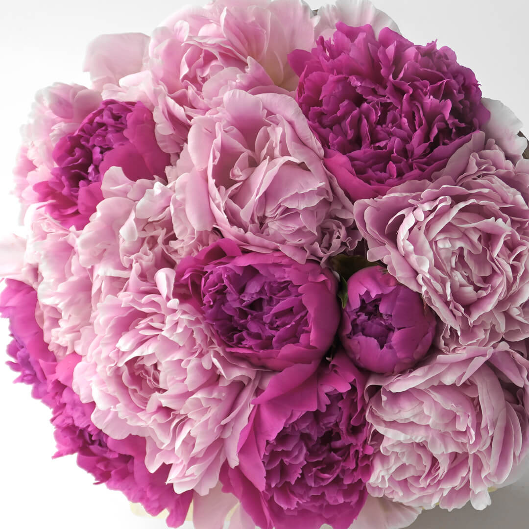 芍薬の花束（15本）