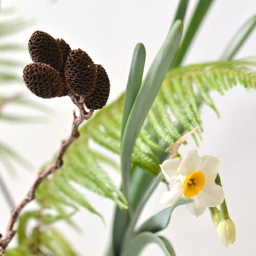 冬いけばな花材＜榛の木・日本水仙・裏白羊歯＞