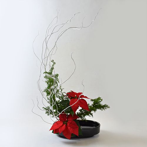 クリスマスいけばな花材＜白塗り雲竜柳・氷室杉・ポインセチア＞