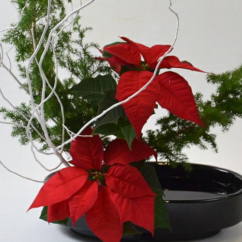 クリスマスいけばな花材＜白塗り雲竜柳・氷室杉・ポインセチア＞