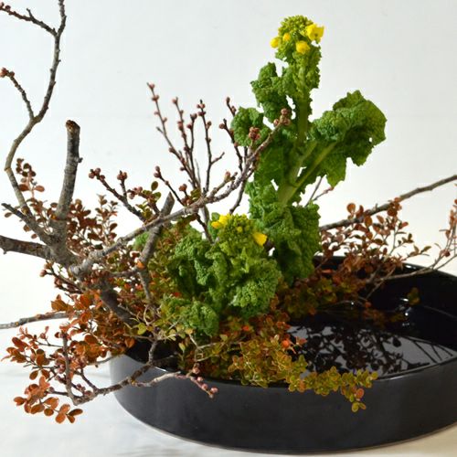 早春いけばな花材＜梅・紅柘植・菜の花＞