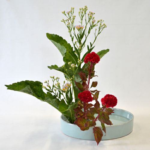紫苑いけばな花材＜紫苑・鶏頭＞
