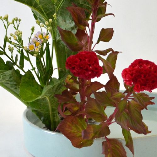 紫苑いけばな花材＜紫苑・鶏頭＞