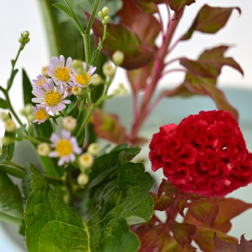 紫苑いけばな花材＜紫苑・鶏頭＞