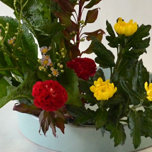 紫苑いけばな花材＜紫苑・鶏頭・中菊＞