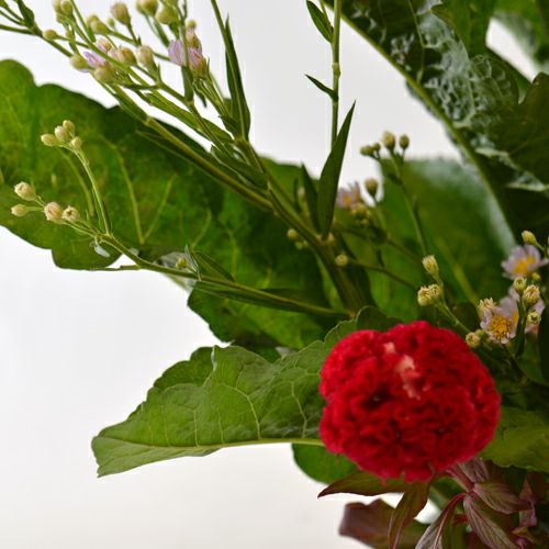 紫苑いけばな花材＜紫苑・鶏頭・中菊＞