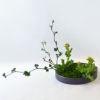 いけばな花材＜芽出し木苺・菜の花・立日蔭＞