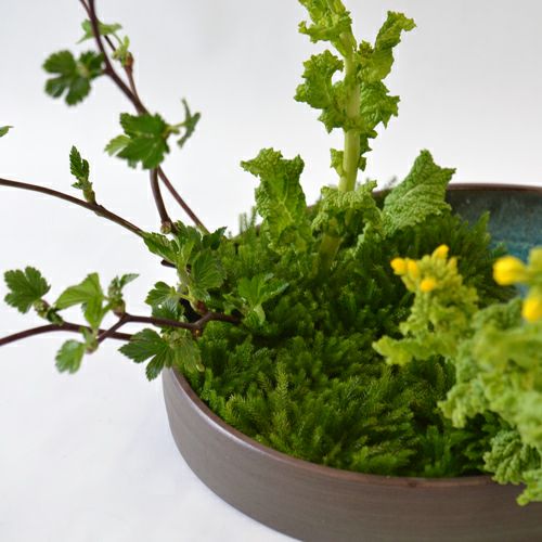 いけばな花材＜芽出し木苺・菜の花・立日蔭＞
