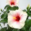 白とピンクの複色のハイビスカスの鉢植え