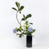 夏のいけばな花材＜枇杷・鉄砲百合・紫陽花＞